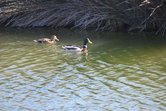 Solerantonio2 en Hamelin: Fauna  (Camino del Sauce), Anas platyrhynchos f. domesticus, Ánade real