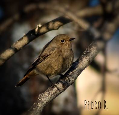 PEROMA_PHOTO en Hamelin: Fauna  (Vélez-Málaga), Phoenicurus ochruros (S.G.Gmelin, 1774), #aves21 