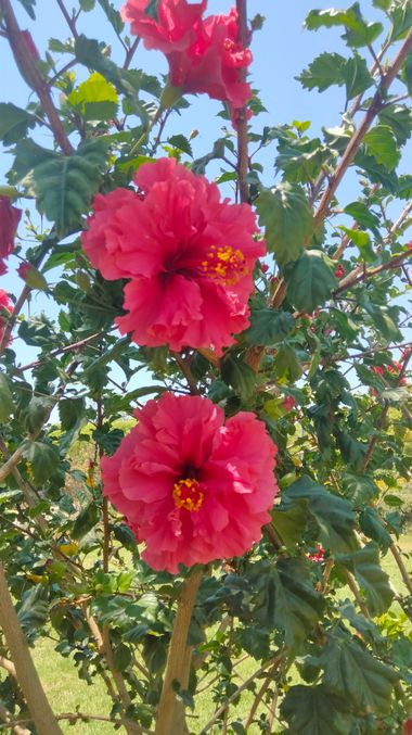 Solerantonio2 en Hamelin: Flora  (Avenida del Mediterráneo), Planta