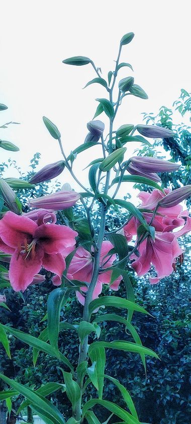 Mpinfante en Hamelin: Flora, #Azucena 
