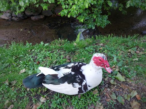 Mpinfante en Hamelin: Fauna, #Pato criollo
Según parece, se utiliza el nombre científico trinomial Cairina moschata domestica con la finalidad de diferenc...