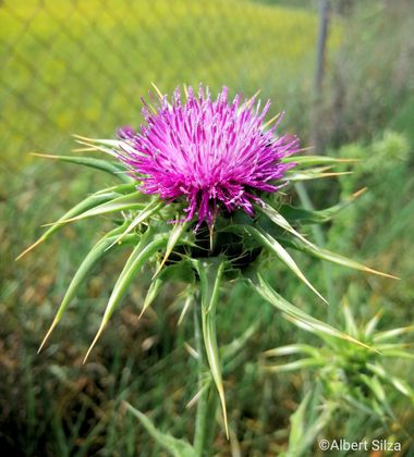 Albert Silza en Hamelin: Flora  (Madrid), Silybum marianum, Belleza salvaje.
#flower 