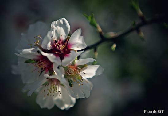Frankgt48 en Hamelin: Flora  (Guadalix de la Sierra), Prunus dulcis, #flora21
