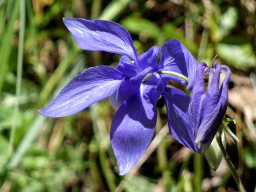 mariale en Hamelin: Flora  (Caso), 📸 #marialemdza
💚 🌿🌳🌿💚
#CumpleHamelin 
#FloresSilvestres #flores #flowers 
#Naturaleza #BellezaNatural  #Asturias  ...