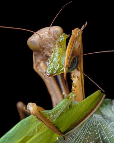 Jose Alza Dsn en Hamelin: Fauna  (l'Ametlla de Mar), Hembra depredando al macho

#mantis #mantisreligiosa #macro #closeup #naturaleza #insecto #animal #fau...