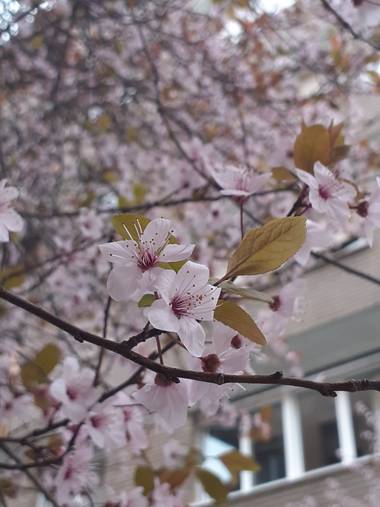 Mariantrisi en Hamelin: Flora, Prunus cerasifera