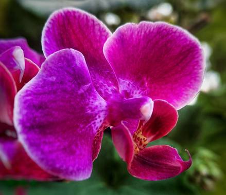 Naomi en Hamelin: Flora  (Barcelona), Phalaenopsis spp., #flores 🌸