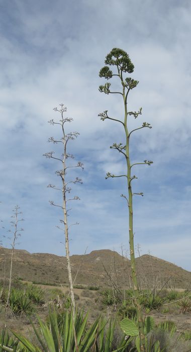 Solerantonio2 en Hamelin: Paisaje  (Níjar), Coinsidencias visuales