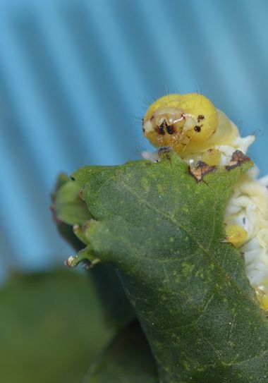 molaye02 en Hamelin: Fauna  (San Cristóbal de La Laguna), 📸🐛 (Oruga criada en cautiverio)