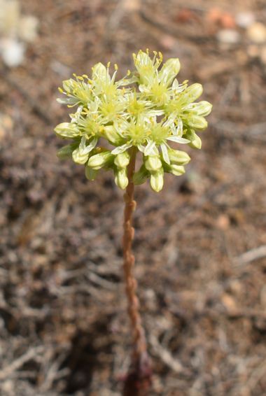 Solerantonio2 en Hamelin: Flora  (El Pocico), Planta