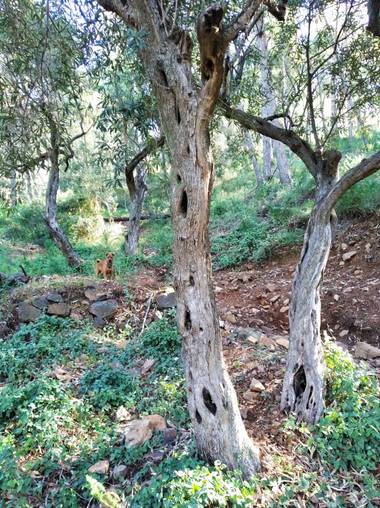 Yob93 en Hamelin: Paisaje, #monte #arboles #naturaleza #malaga