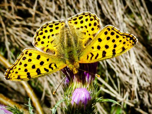 rqsalcedo en Hamelin: Fauna  (Madrid), #mariposa