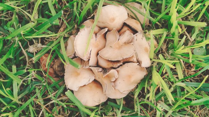 Solerantonio2 en Hamelin: Observación  (Avenida del Mediterráneo), Hongos