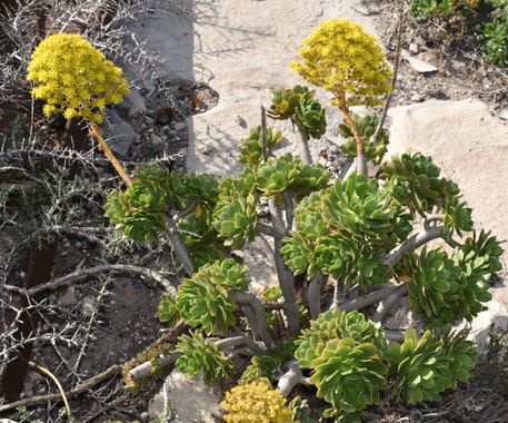 Solerantonio2 en Hamelin: Flora  (Níjar), Aeonium arboreum, Planta
