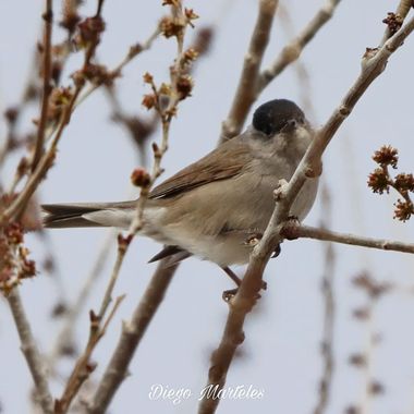 Diego en Hamelin: Fauna  (Zaragoza), Sylvia atricapilla (Linnaeus, 1758), #currucacapirotada #sylviaatricapilla #aves #zaragoza #canon 