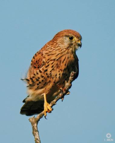 Ivanmacanmamic en Hamelin: Fauna  (Torrevieja), Falco tinnunculus Linnaeus, 1758, En lo alto de la higuera acecha la rapaz 