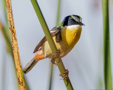 Carla Stagno en Hamelin: Fauna  (Concepción), Tachuris rubrigastra (Vieillot, 1817), #aves 