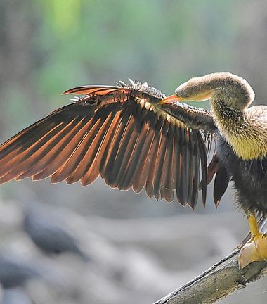 Edidgonzalez2020 en Hamelin: Fauna, Anhinga anhinga (Linnaeus, 1766)