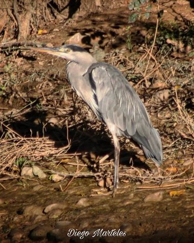 Diego en Hamelin: Fauna  (Zaragoza), Ardea cinerea Linnaeus, 1758, #ardeacinerea #garzareal #aves #zaragoza #canon 