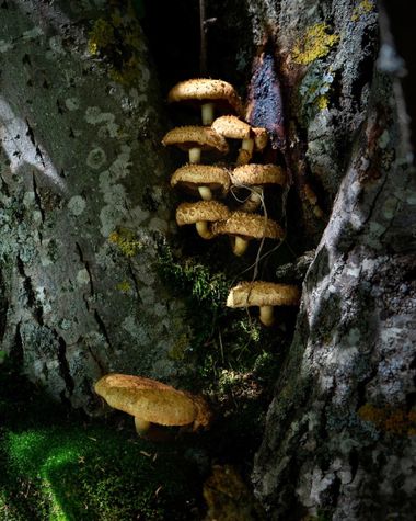 3pnoe6 en Hamelin: Observación  (Toses), #setas#hongos#muschrooms
