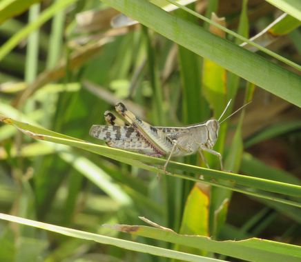 Solerantonio2 en Hamelin: Fauna  (Níjar), Saltamontes