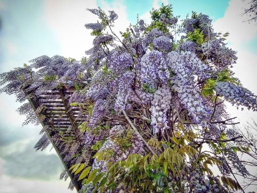 XᵢₓₐWₕᵢₜₑ en Hamelin: Flora  (Barakaldo), Glicina (Wisteria Sinensis) #flora21 
