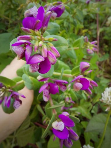 Mpinfante en Hamelin: Flora, Polygala myrtifolia, Esta es una bonita planta con flor ( llamada guisante de olor ) que carece de nitidez suficiente ( pero ...