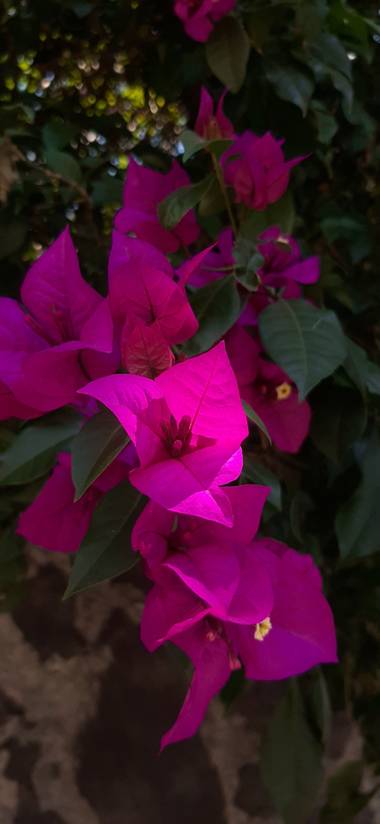 Elisebrise en Hamelin: Flora, Bougainvillea spectabilis