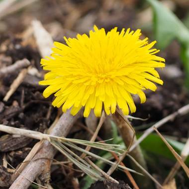 Julialozanoc en Hamelin: Flora  (Zaragoza), Anillo Verde de Zaragoza 🌼