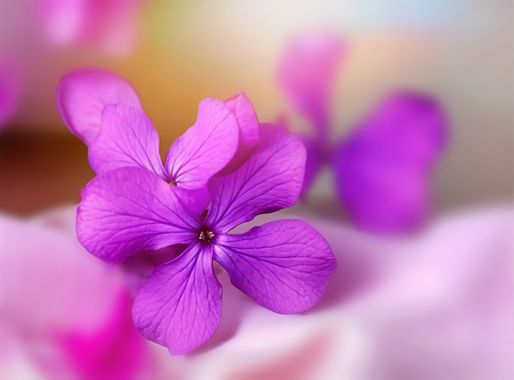 rqsalcedo en Hamelin: Flora  (Vereda del Espinillo), Lunaria annua, #flora 