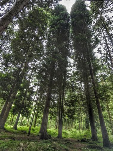 mariale en Hamelin: Flora  (Piloña), 📸 #marialemdza
viernes, 10/06/2022
💚 🌿🌳🌿💚 
#CumpleHamelin 
#Naturaleza #BellezaNatural #Asturias  #Montaña #tree...