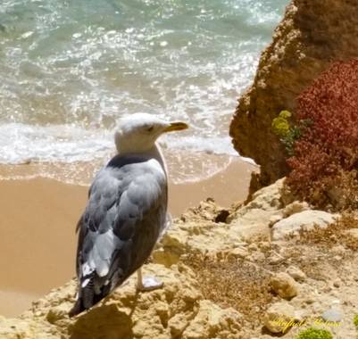 Rafael Molina  en Hamelin: Fauna  (Málaga), Larus michahellis J.F.Naumann, 1840, #ave21#avedelmar#Málaga 