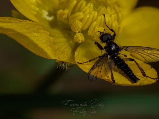 fdhphotos en Hamelin: Fauna  (El Espinar), #macro 
#insectos 