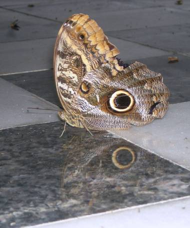 KDias en Hamelin: Fauna 