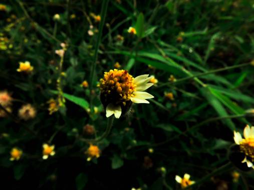 Gersonsantos1402 en Hamelin: Flora  (PASEO CATALUÑA), Tridax procumbens