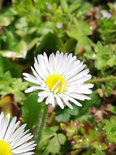 Danna en Hamelin: Flora, Bellis perennis, 🤩