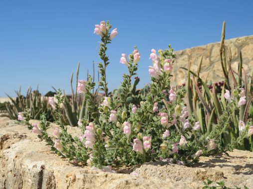 Solerantonio2 en Hamelin: Flora  (Almería), Antirrhinum hispanicum, Planta