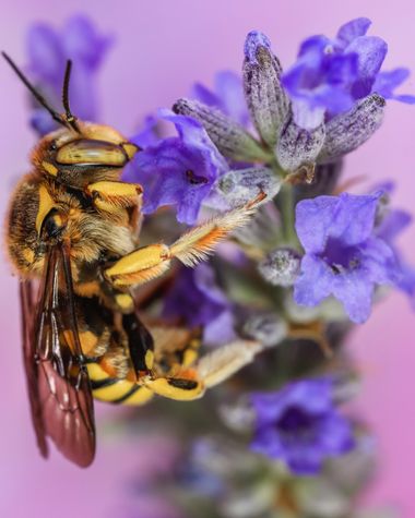 Annaïs en Hamelin: Fauna  (Madrid), Anthidium florentinum (Fabricius, 1775), Seres mágicos entre las lavandas 

Puede ser perteneciente al género Anthidium...