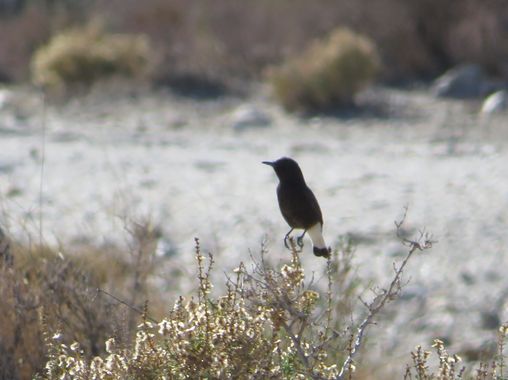 Solerantonio2 en Hamelin: Fauna  (Almería), Oenanthe leucura (Gmelin, 1789), Collalba negra