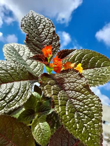 arellanaconny en Hamelin: Flora  (Villa Country), Chrysothemis pulchella, De mi Jardín #Hemilin #begonias #Barranquilla 