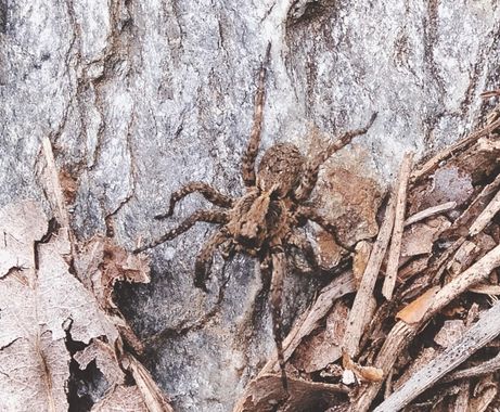 Solerantonio2 en Hamelin: Fauna  (Almería), Araña lobo