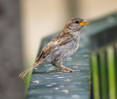 Santirj en Hamelin: Fauna  (Área Metropolitana de Murcia), Passer domesticus (Linnaeus, 1758), Gorrión posado sobre la barandilla de un parque, llamado de ...