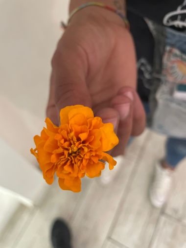 Naiete_correia en Hamelin: Flora  (Valencia)