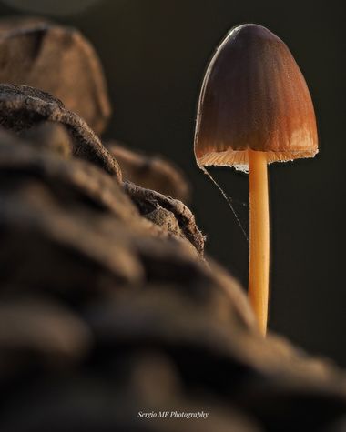 Sergio MF Photography  en Hamelin: Observación  (Guadarrama), #setas #micologia #macro #macrofotografia #otoño #autumn #naturaleza #nature #naturpixel #nat...
