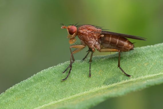 Ignicapillus en Hamelin: Fauna  (Sant Feliu de Buixalleu), Scathophaga sp

26 de agosto 2023, salida macrera a les Llobateres de Sant Celoni (Vallés Orient...