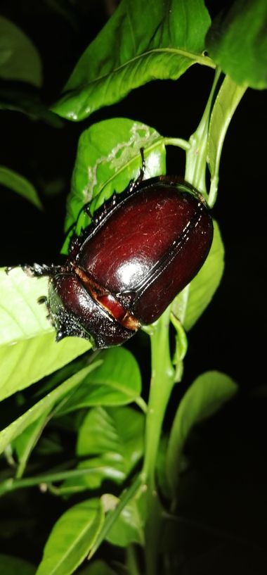 Aidaaere84 en Hamelin: Fauna, 🐞