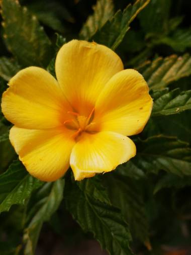 Laauritaconde en Hamelin: Flora  (Telde), Turnera ulmifolia, El color de la alegria, el optimismo y
la energia 💛🌻
#amarillo #flor #energia #positividad 
...