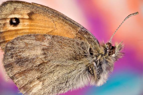 fdhphotos en Hamelin: Fauna, @fdefotos1
.
.
.
.
.
.
#macroextreme #macrophotography #fotografiamacro #macrofotografia #macroextremo #macro_moms
#bpa_macro...