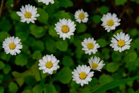 Ninigabi en Hamelin: Flora  (Ayamonte), Bellis annua, #margaritasdiminutas