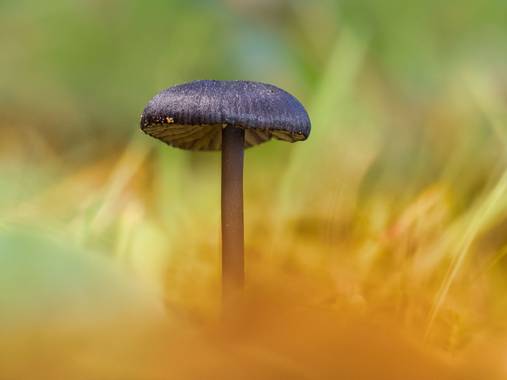 Antonio Jesús Palma Aranda en Hamelin: Observación  (Lora del Río), Pequeña seta. Desconozco su especie.

#fungiphotography 